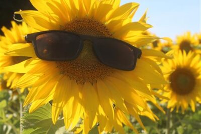 Agrandir l'image 2 sur 8, fenêtre modale