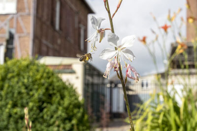 Agrandir l'image 9 sur 9, fenêtre modale