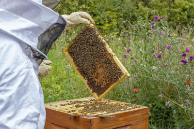 Agrandir l'image 8 sur 9, fenêtre modale