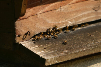 Agrandir l'image 2 sur 9, fenêtre modale