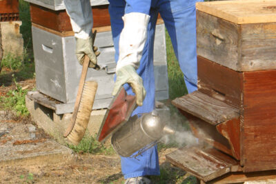 Agrandir l'image 1 sur 9, fenêtre modale