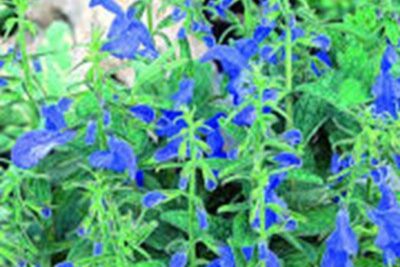 Agrandir l'image 6 sur 6, fenêtre modale