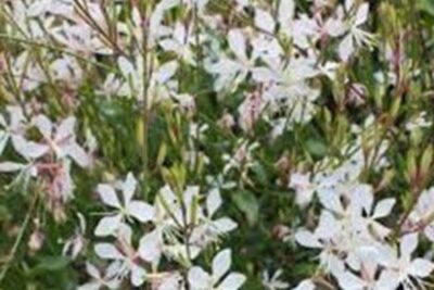 Agrandir l'image 3 sur 6, fenêtre modale