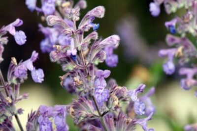 Agrandir l'image 2 sur 6, fenêtre modale