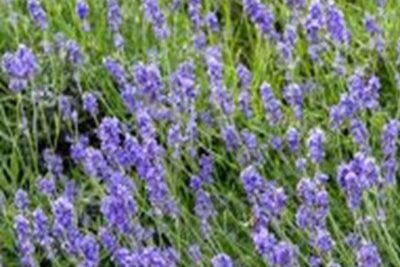 Agrandir l'image 1 sur 6, fenêtre modale