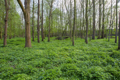 Agrandir l'image 3 sur 5, fenêtre modale