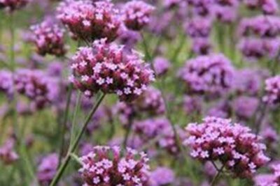 Agrandir l'image 6 sur 6, fenêtre modale