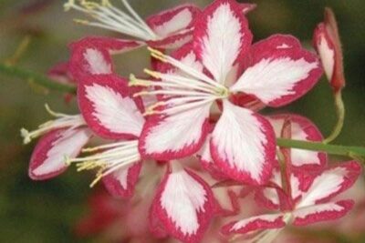 Agrandir l'image 3 sur 6, fenêtre modale