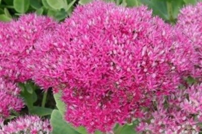 Agrandir l'image 4 sur 6, fenêtre modale