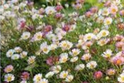 Agrandir l'image 1 sur 6, fenêtre modale