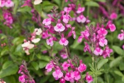 Agrandir l'image 2 sur 6, fenêtre modale