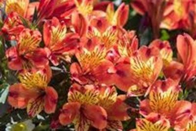 Agrandir l'image 6 sur 6, fenêtre modale