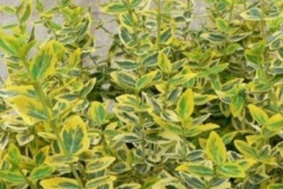 Agrandir l'image 5 sur 6, fenêtre modale