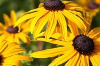 Agrandir l'image 4 sur 6, fenêtre modale