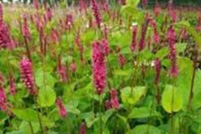 Agrandir l'image 3 sur 6, fenêtre modale