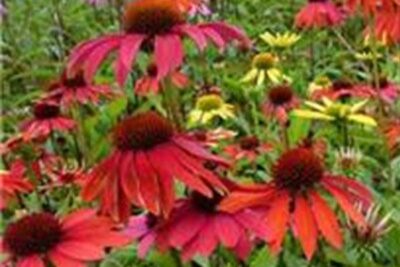 Agrandir l'image 1 sur 6, fenêtre modale