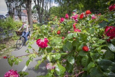 Agrandir l'image 4 sur 9, fenêtre modale