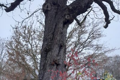 Agrandir l'image 2 sur 3, fenêtre modale