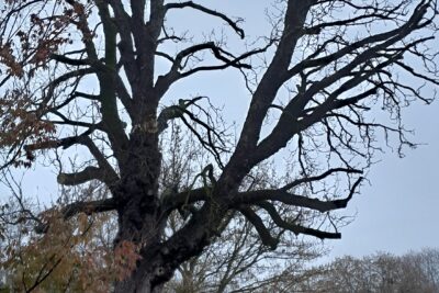 Agrandir l'image 3 sur 3, fenêtre modale