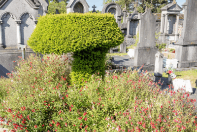 Agrandir l'image 2 sur 6, fenêtre modale