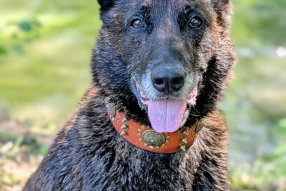 Murphy, chien policier, prend sa retraite - Agrandir l'image, fenêtre modale