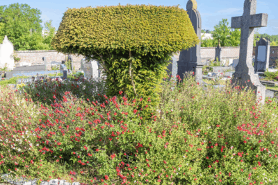 Agrandir l'image 3 sur 6, fenêtre modale