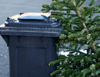 Sapin dans une poubelle