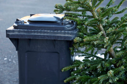 Sapin dans une poubelle - Agrandir l'image, fenêtre modale
