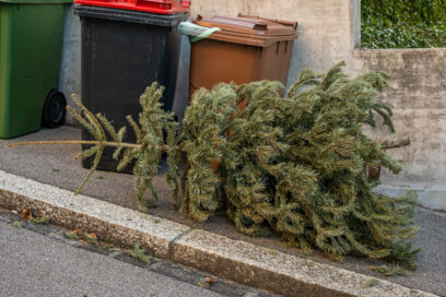 Vos sapins de Noël seront encore collectés - Agrandir l'image, fenêtre modale