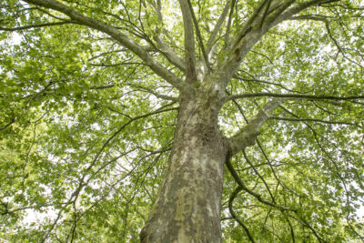 Agrandir l'image 2 sur 3, fenêtre modale