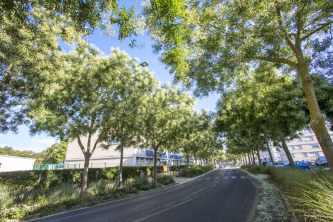 Rue arborée et verdoyante du quartier Saint-Lucien avec des immeubles d'habitation et des voitures stationnées au loin.