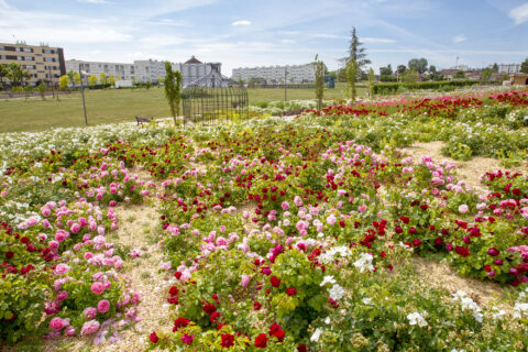 Vue du jardin fleuri du quartier Saint-Jean avec des massifs de roses multicolores et des immeubles en arrière-plan.